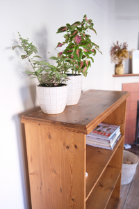 Pine wood bookshelf