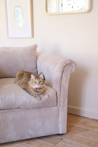 Cream velvet corduroy cuddle chair