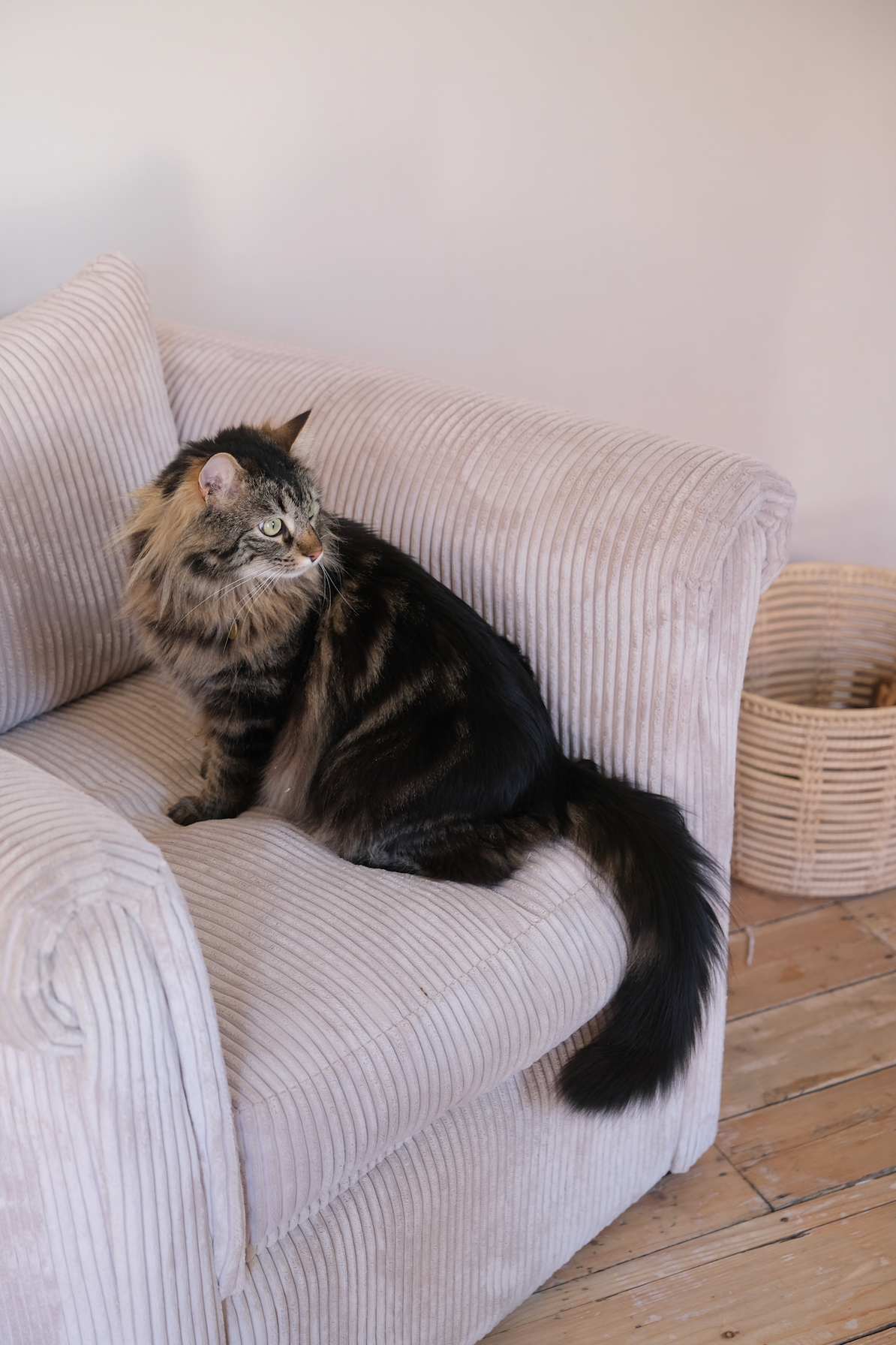 Cream velvet corduroy cuddle chair