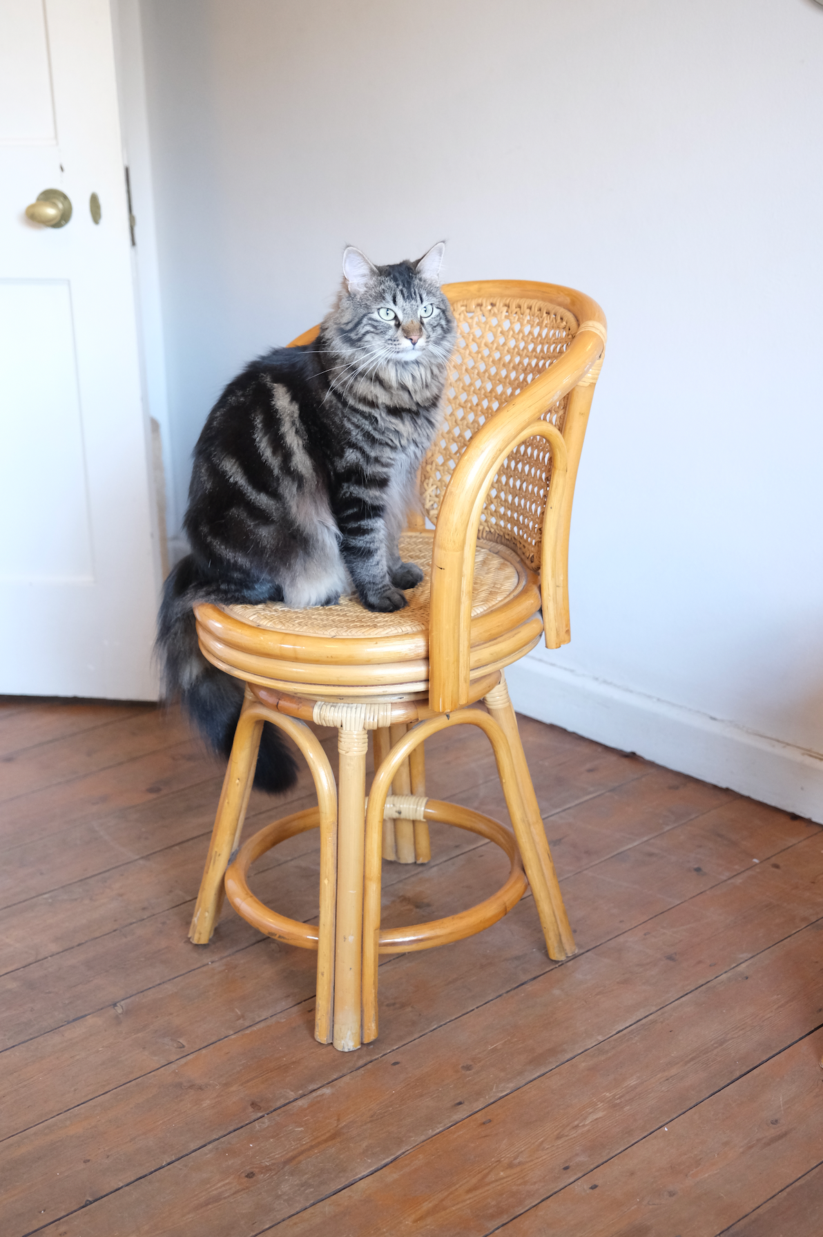 Pair of swivel cane chairs